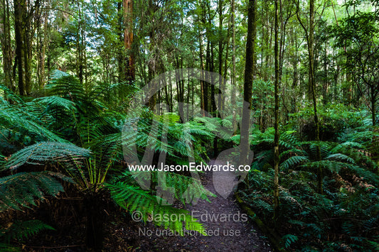 A forest trail winds through the understorey of a cool temperate rainforest. Otway Fly Treetop Adventures, Weeaproinah, Victoria, Australia.