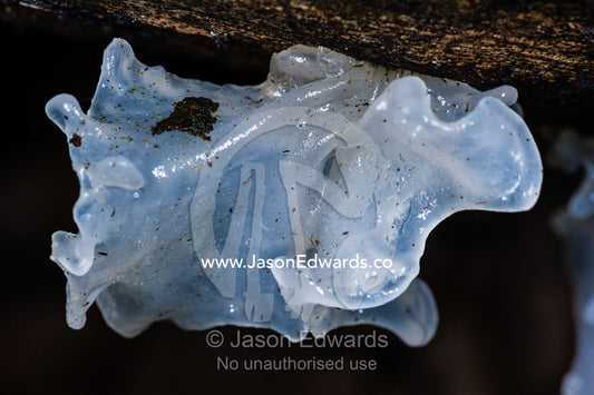 A jelly mushroom grown on the trunk of a dead tree. Otway Fly Treetop Adventures, Weeaproinah, Victoria, Australia.