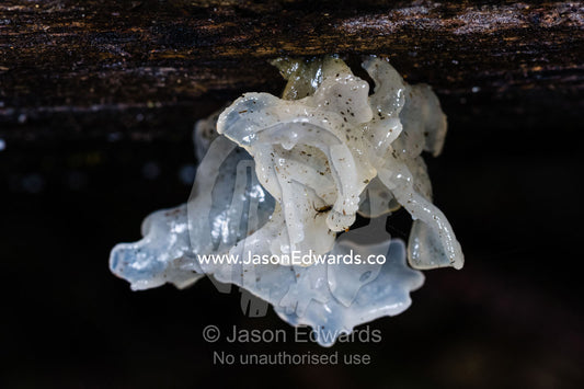 A jelly mushroom grown on the trunk of a dead tree. Otway Fly Treetop Adventures, Weeaproinah, Victoria, Australia.