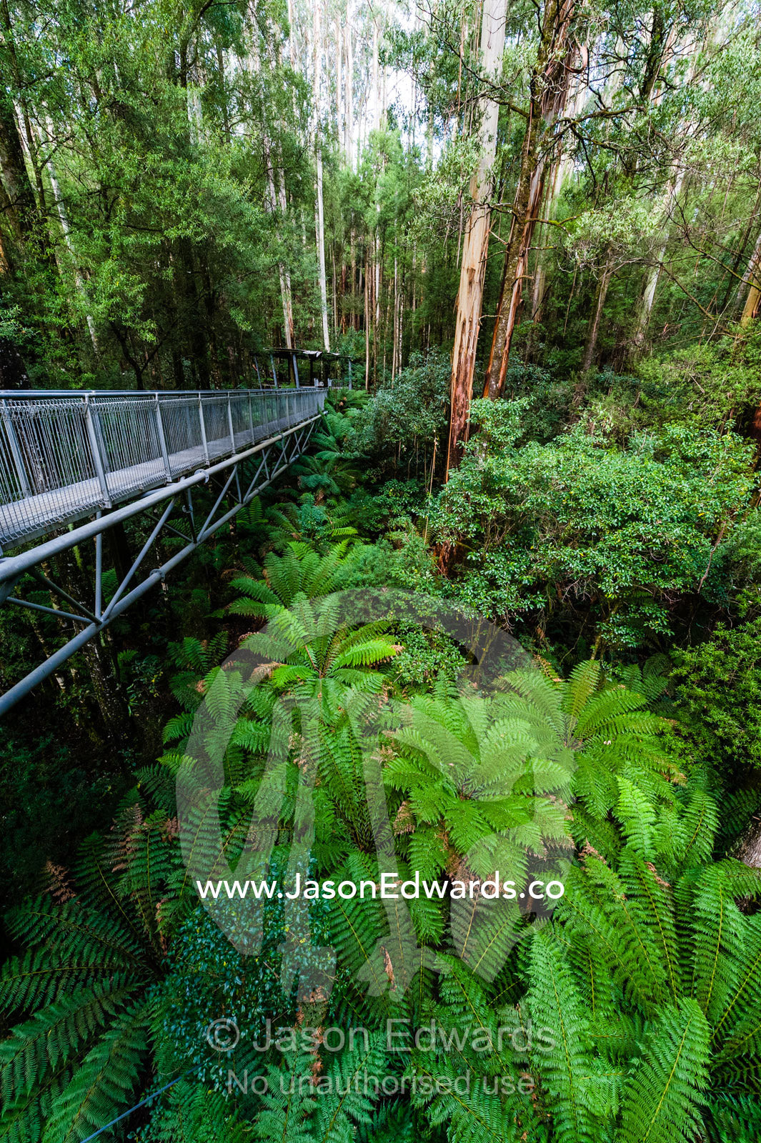 A galvanised steel boardwalk passing through a forest canopy. Otway Fly Treetop Adventures, Weeaproinah, Victoria, Australia.