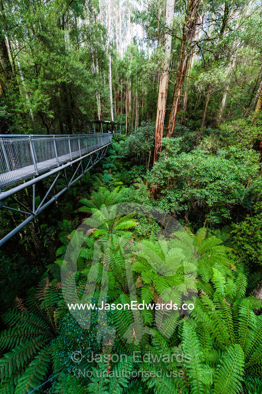 A galvanised steel boardwalk passing through a forest canopy. Otway Fly Treetop Adventures, Weeaproinah, Victoria, Australia.