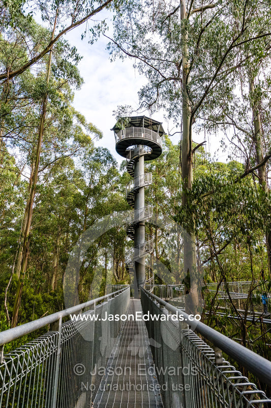 A galvanised steel boardwalk and lookout tower in a forest canopy. Otway Fly Treetop Adventures, Weeaproinah, Victoria, Australia.