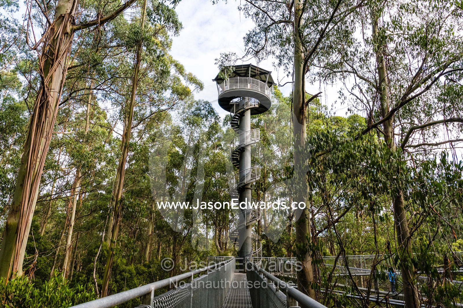 A galvanised steel boardwalk and lookout tower in a forest canopy. Otway Fly Treetop Adventures, Weeaproinah, Victoria, Australia.