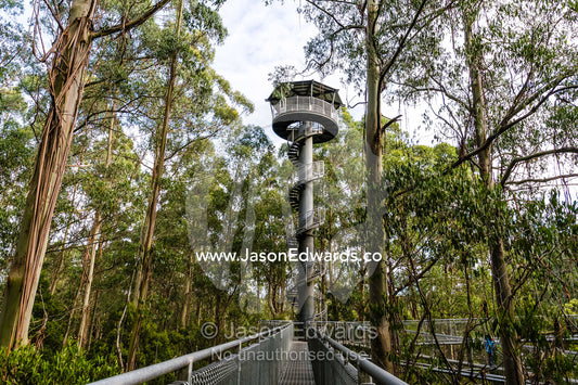 A galvanised steel boardwalk and lookout tower in a forest canopy. Otway Fly Treetop Adventures, Weeaproinah, Victoria, Australia.
