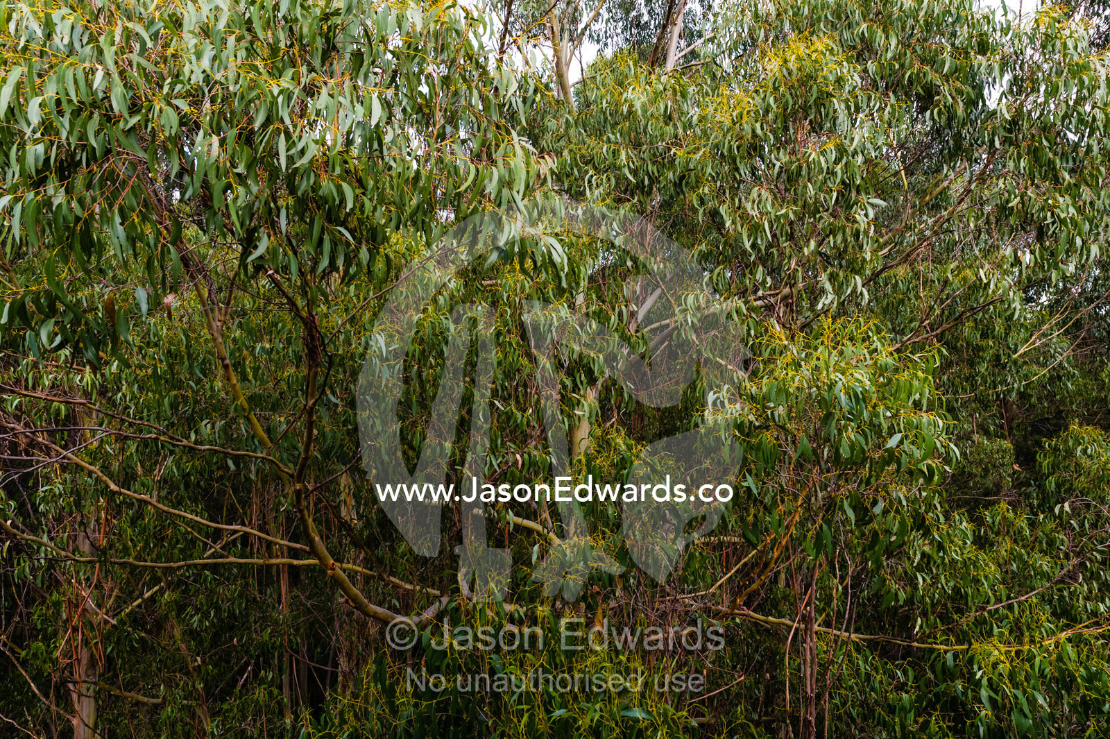 The leaf canopy of a Mountain Ash forest. Otway Fly Treetop Adventures, Weeaproinah, Victoria, Australia.