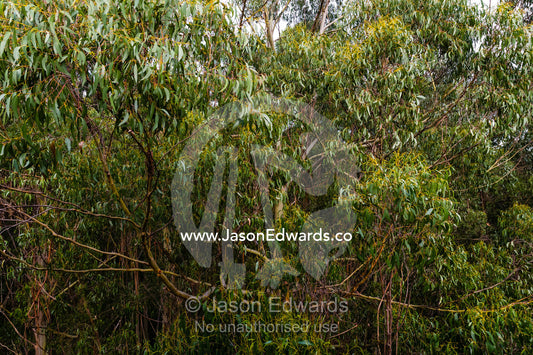 The leaf canopy of a Mountain Ash forest. Otway Fly Treetop Adventures, Weeaproinah, Victoria, Australia.