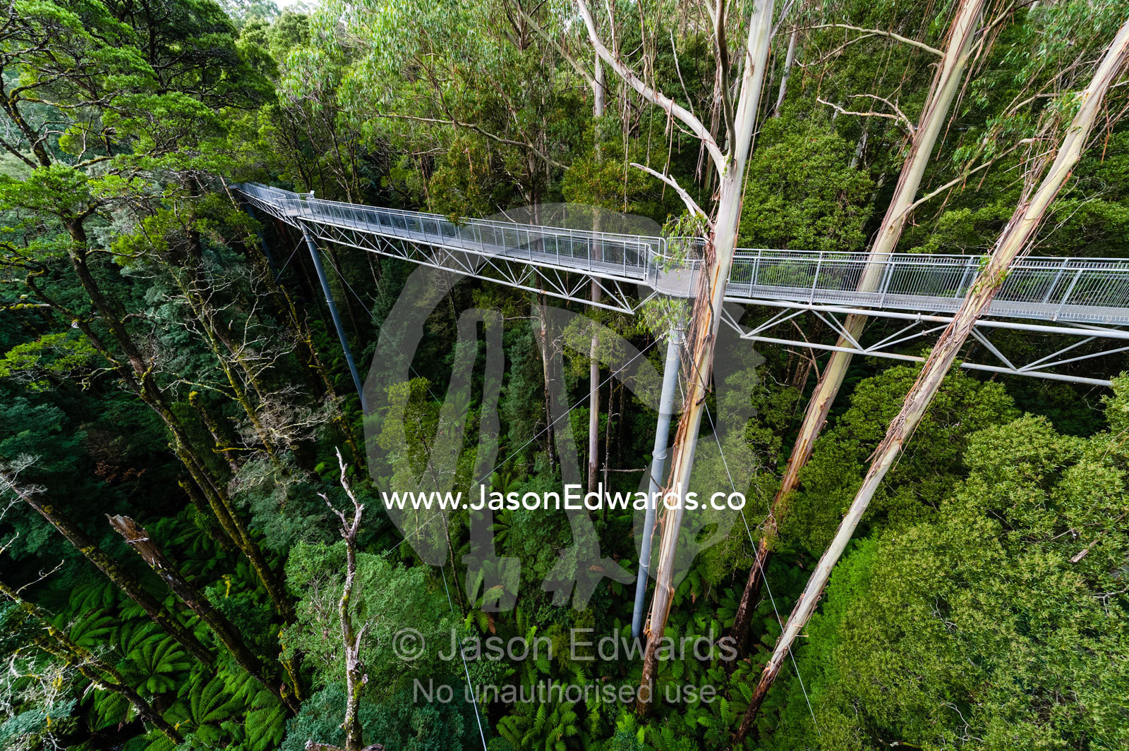 A galvanised steel boardwalk passing through a forest canopy. Otway Fly Treetop Adventures, Weeaproinah, Victoria, Australia.