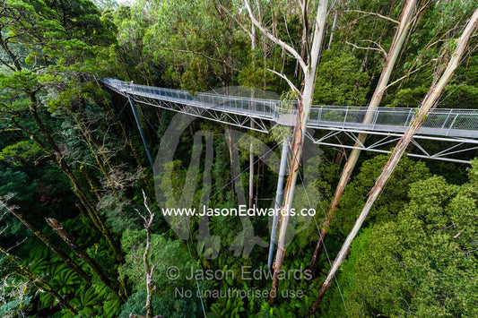 A galvanised steel boardwalk passing through a forest canopy. Otway Fly Treetop Adventures, Weeaproinah, Victoria, Australia.
