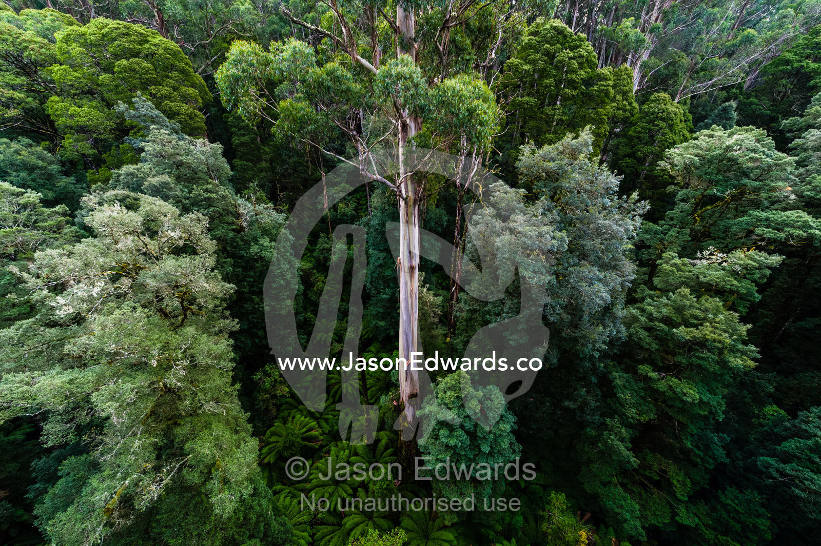 An aerial view of Mountain Ash, Myrtle Beech and Blackwood forest. Otway Fly Treetop Adventures, Weeaproinah, Victoria, Australia.