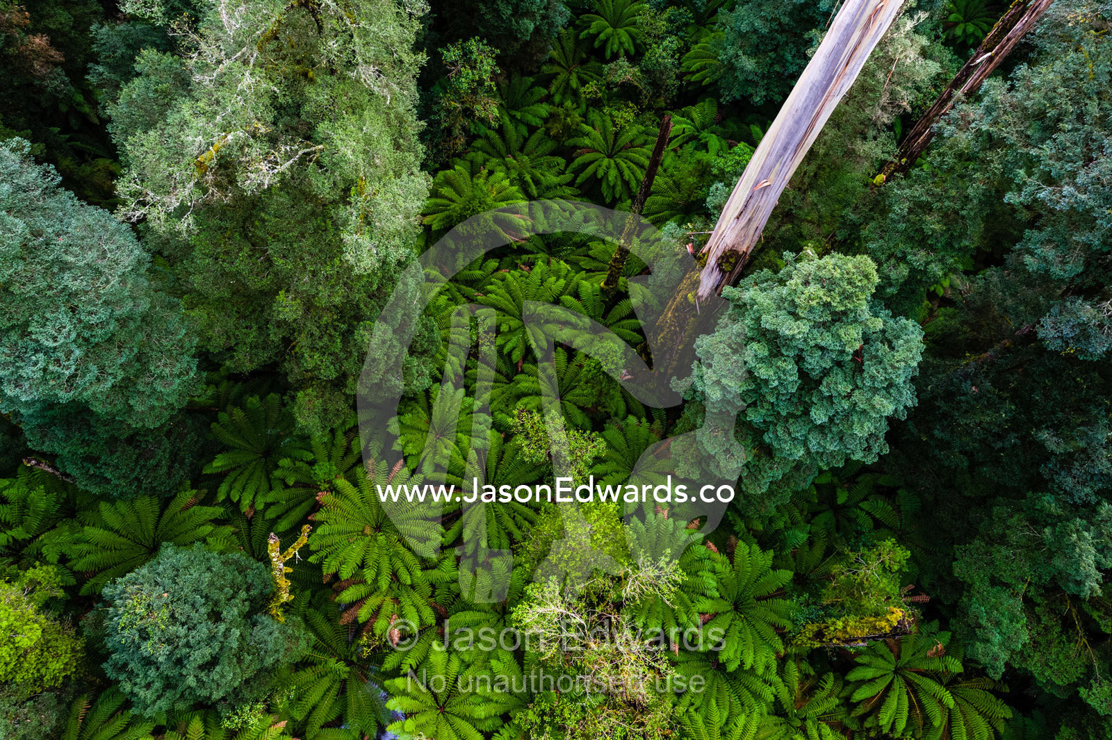An aerial view of Mountain Ash, Myrtle Beech and Blackwood forest. Otway Fly Treetop Adventures, Weeaproinah, Victoria, Australia.