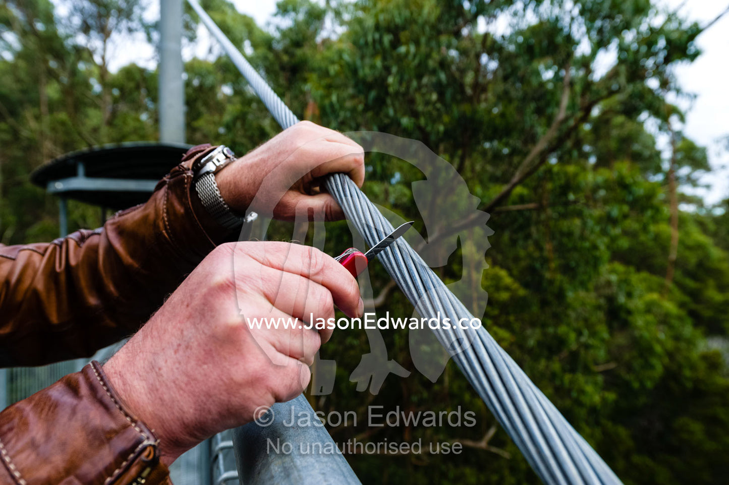 A man jokingly tries to cut galvanised steel cable supporting a boardwalk passing through a forest canopy with a pocket knife. Otway Fly Treetop Adventures, Weeaproinah, Victoria, Australia.