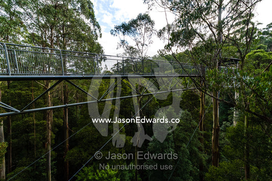A galvanised steel boardwalk passing through a forest canopy. Otway Fly Treetop Adventures, Weeaproinah, Victoria, Australia.