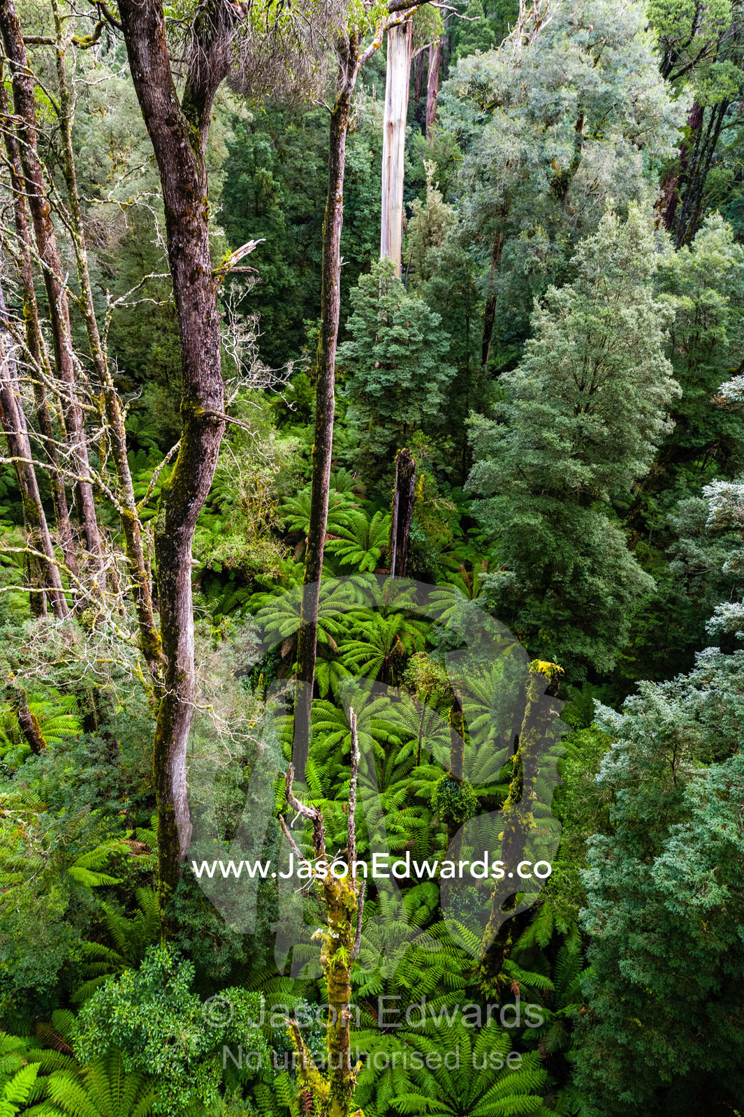 An aerial view of Mountain Ash, Myrtle Beech and Blackwood forest. Otway Fly Treetop Adventures, Weeaproinah, Victoria, Australia.