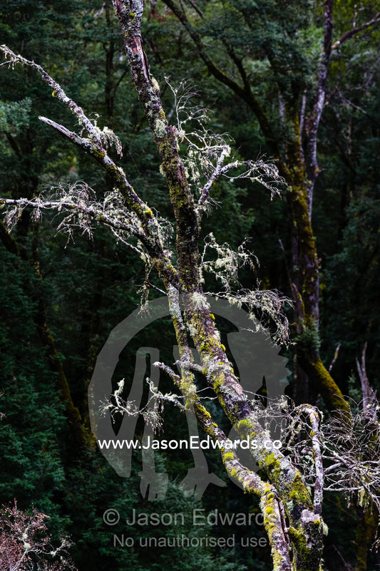 A dead tree branch covered in moss and lichen. Otway Fly Treetop Adventures, Weeaproinah, Victoria, Australia.