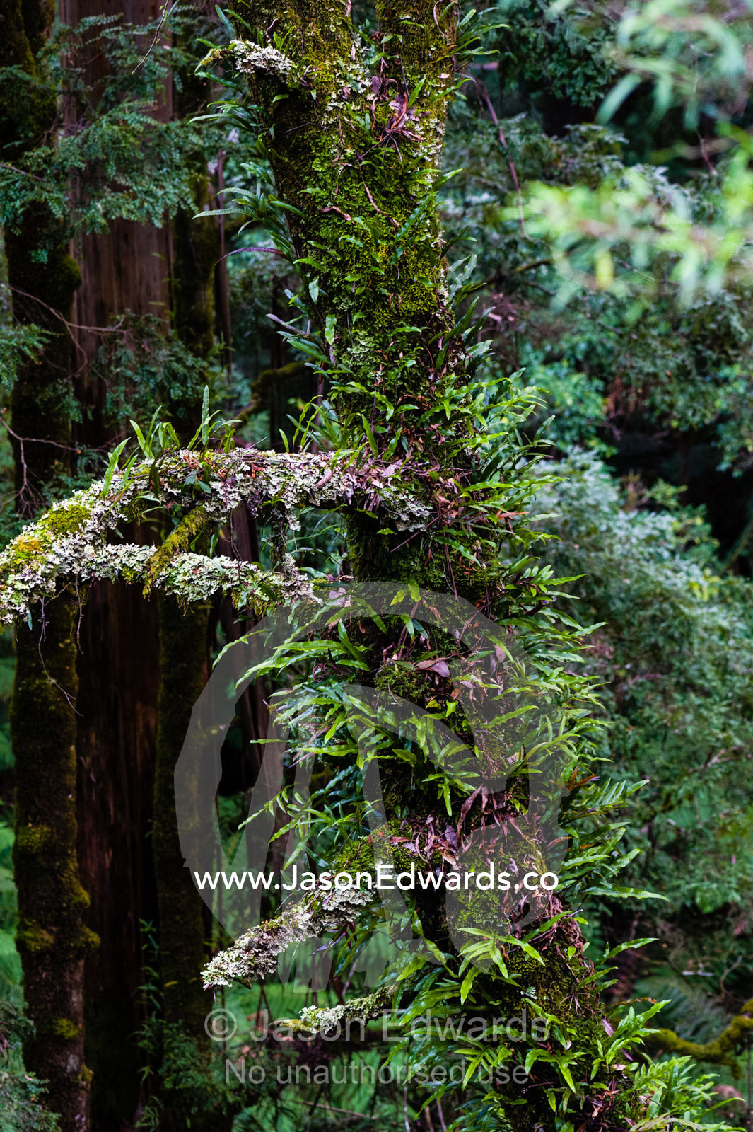 A Blackwood Acacia with Kangaroo Fern growing off the trunk in a Cool Temperate Rainforest. Otway Fly Treetop Adventures, Weeaproinah, Victoria, Australia.
