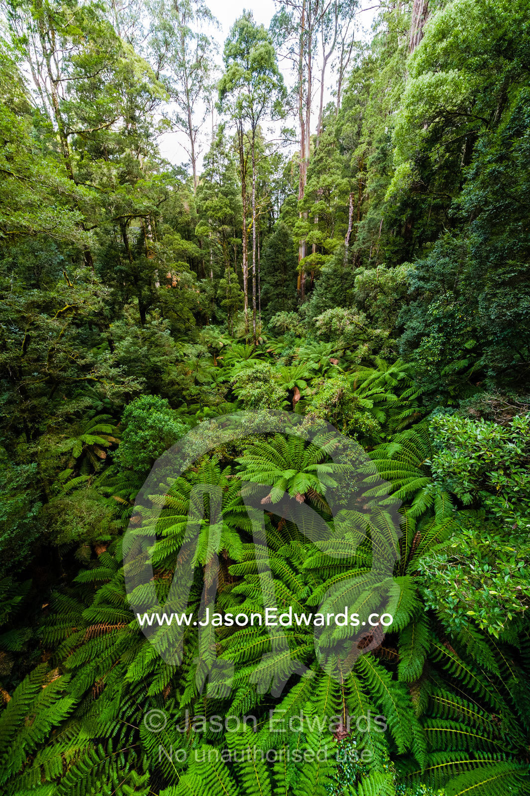 A fern gully in a cool temperate rainforest filled with Soft Tree Fern. Otway Fly Treetop Adventures, Weeaproinah, Victoria, Australia.
