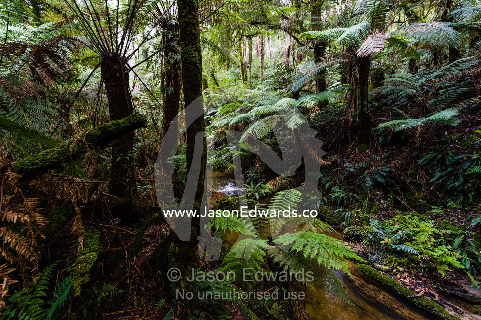Soft Tree Ferns growing along the shore of a Cool temperate Rainforest Creek. Youngs Creek, Triplet Waterfall, Otway Fly Treetop Adventures, Weeaproinah, Victoria, Australia.