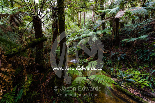 Soft Tree Ferns growing along the shore of a Cool temperate Rainforest Creek. Youngs Creek, Triplet Waterfall, Otway Fly Treetop Adventures, Weeaproinah, Victoria, Australia.