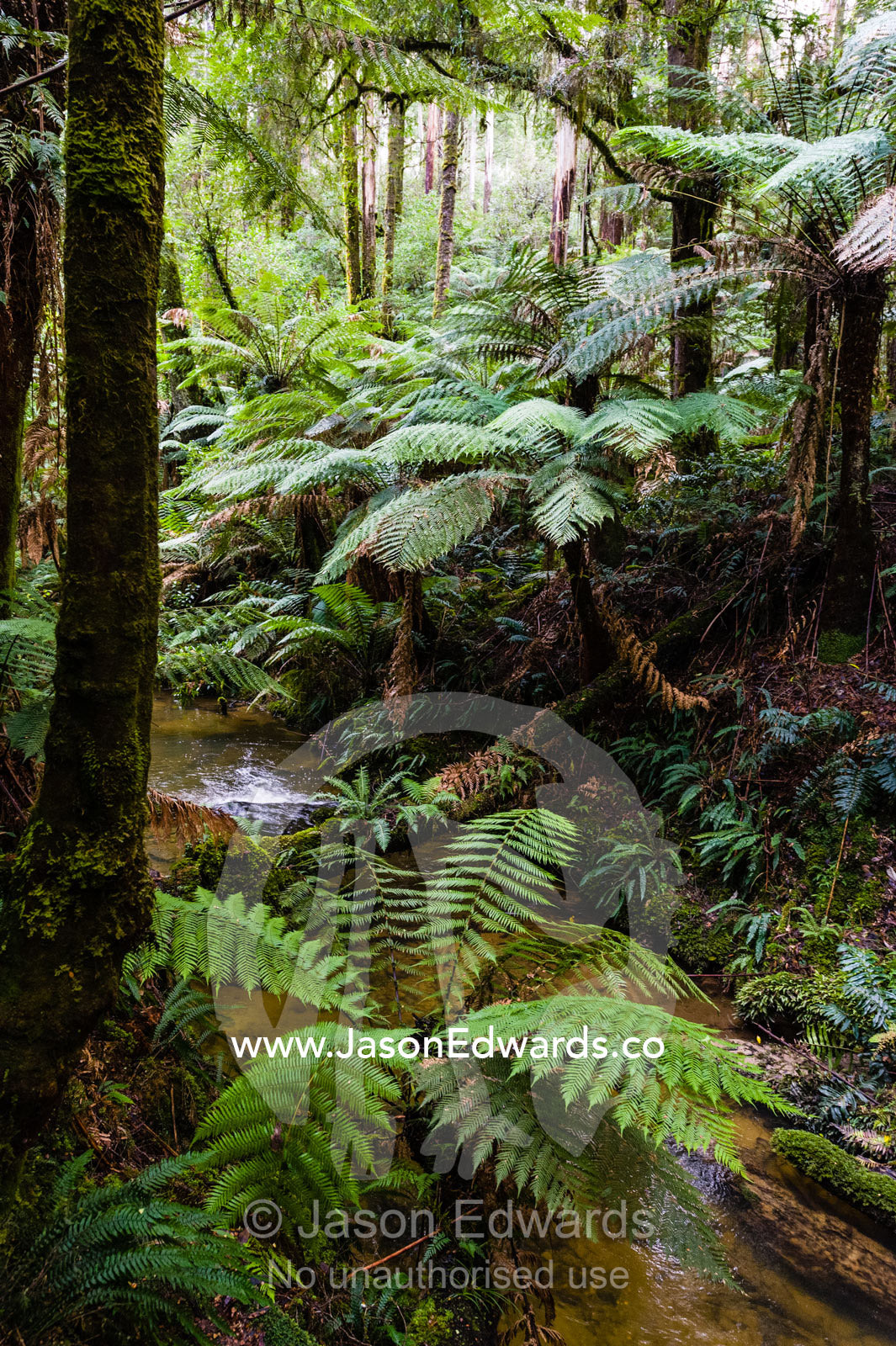 Soft Tree Ferns growing along the shore of a Cool temperate Rainforest Creek. Youngs Creek, Triplet Waterfall, Otway Fly Treetop Adventures, Weeaproinah, Victoria, Australia.