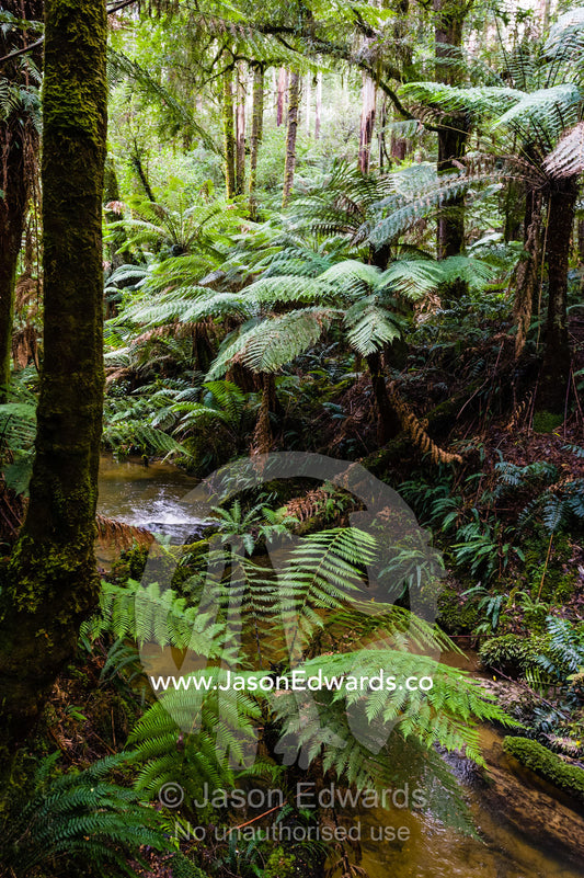 Soft Tree Ferns growing along the shore of a Cool temperate Rainforest Creek. Youngs Creek, Triplet Waterfall, Otway Fly Treetop Adventures, Weeaproinah, Victoria, Australia.