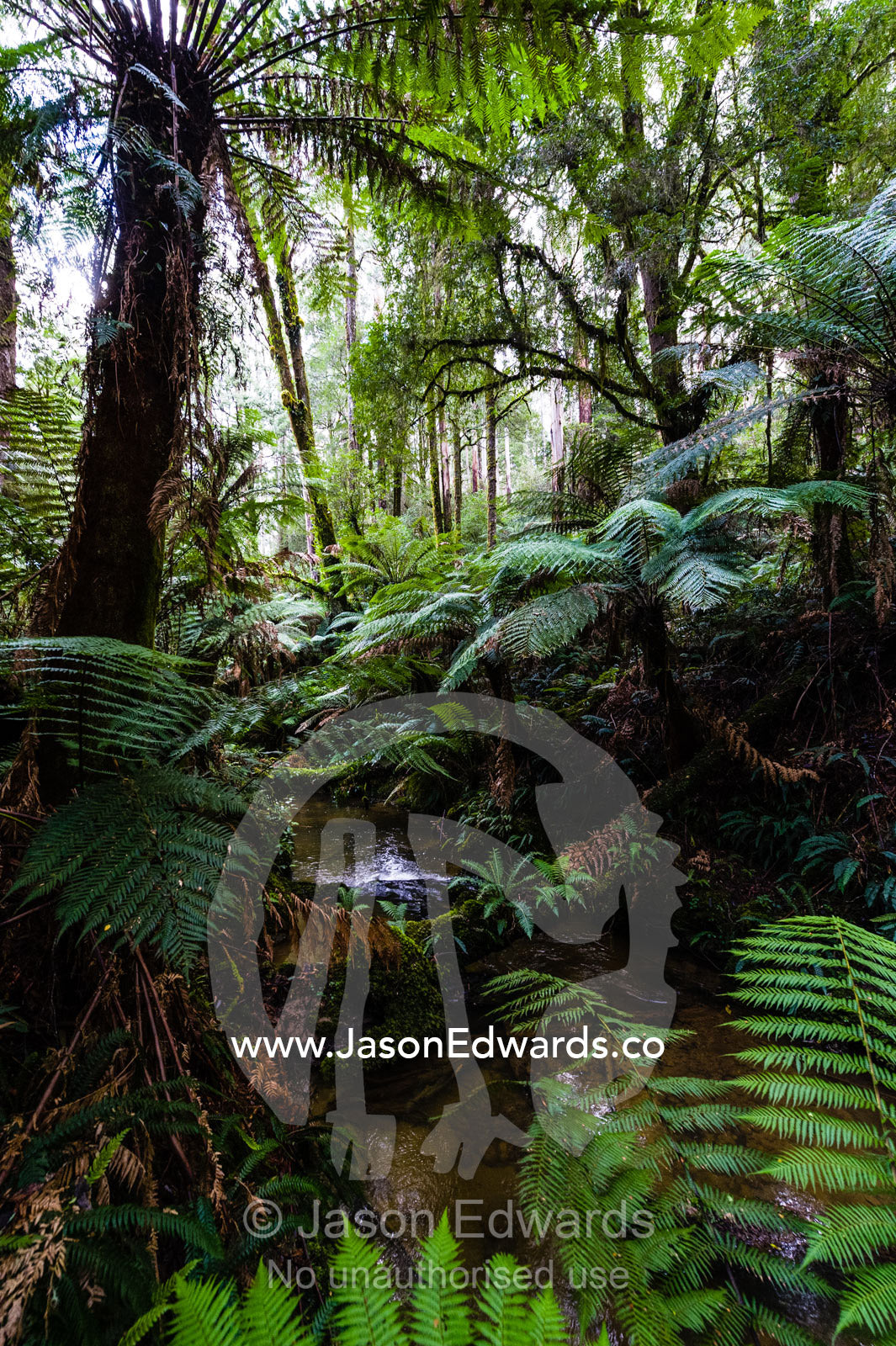 Soft Tree Ferns growing along the shore of a Cool temperate Rainforest Creek. Youngs Creek, Triplet Waterfall, Otway Fly Treetop Adventures, Weeaproinah, Victoria, Australia.