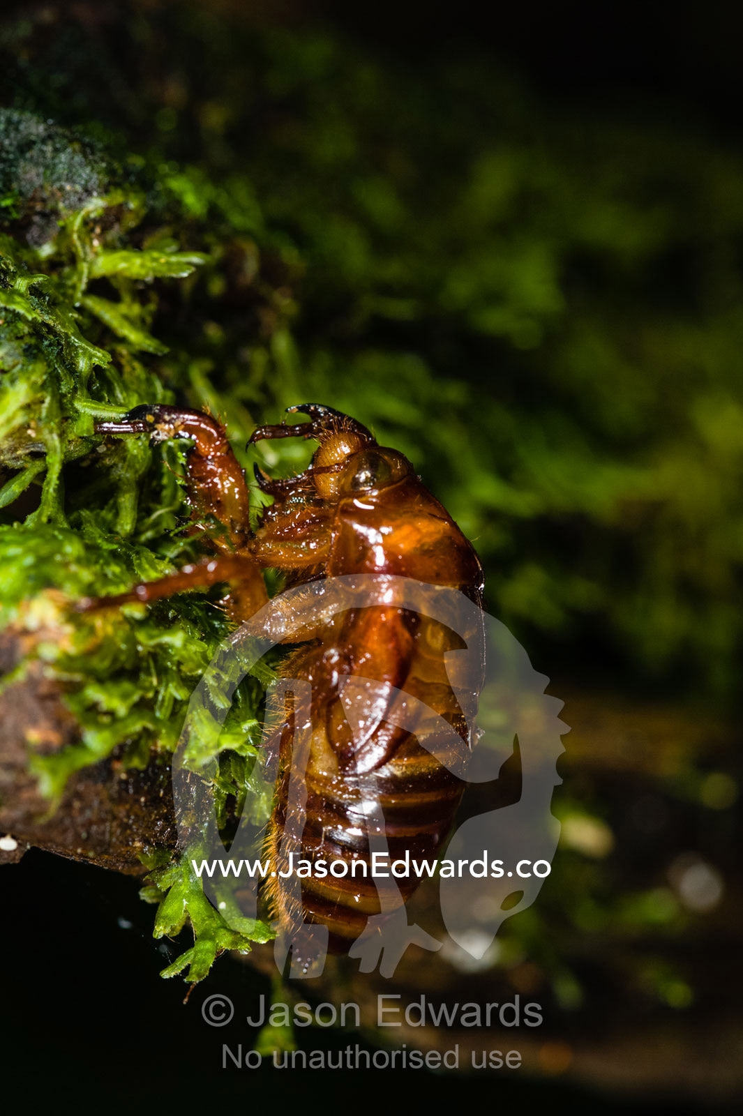 The discarded exoskeleton of a cicada hooked on moss by a stream. Youngs Creek, Triplet Waterfall, Otway Fly Treetop Adventures, Weeaproinah, Victoria, Australia.