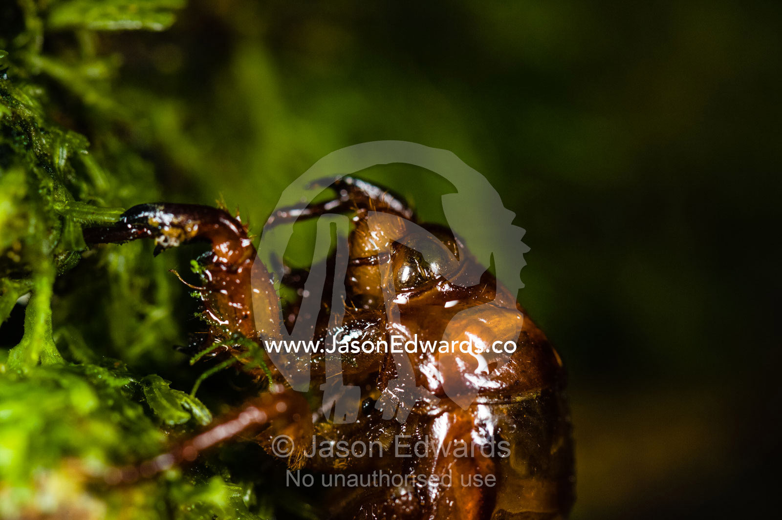 The discarded exoskeleton of a cicada hooked on moss by a stream. Youngs Creek, Triplet Waterfall, Otway Fly Treetop Adventures, Weeaproinah, Victoria, Australia.