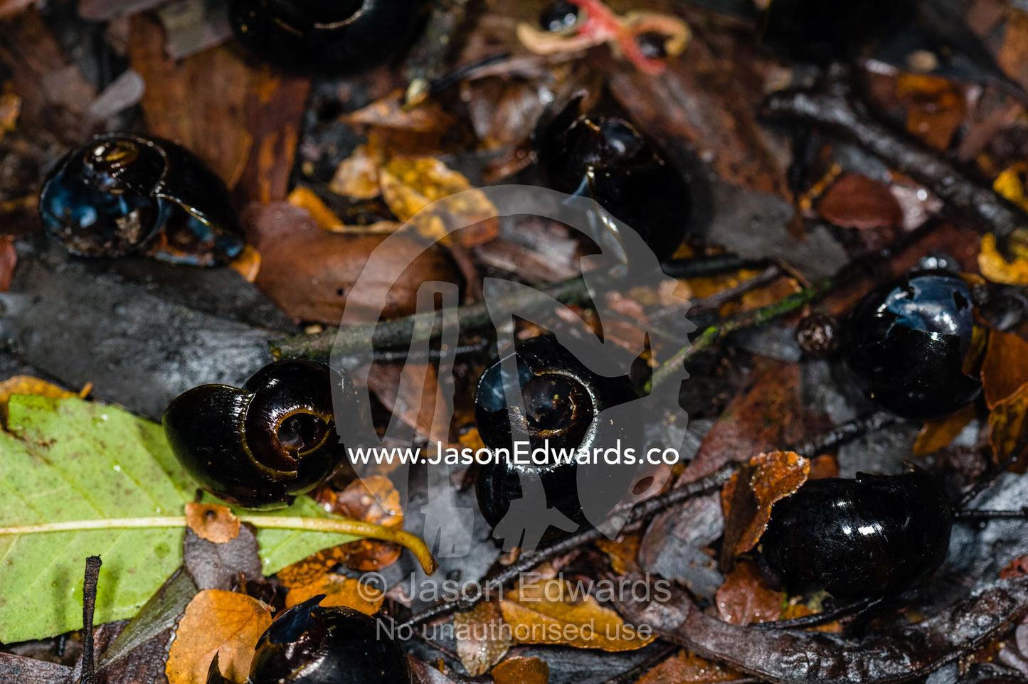Shells of the endangered Otway Black Snail on the rainforest floor eaten by an Antenchinus. Youngs Creek, Triplet Waterfall, Otway Fly Treetop Adventures, Weeaproinah, Victoria, Australia.