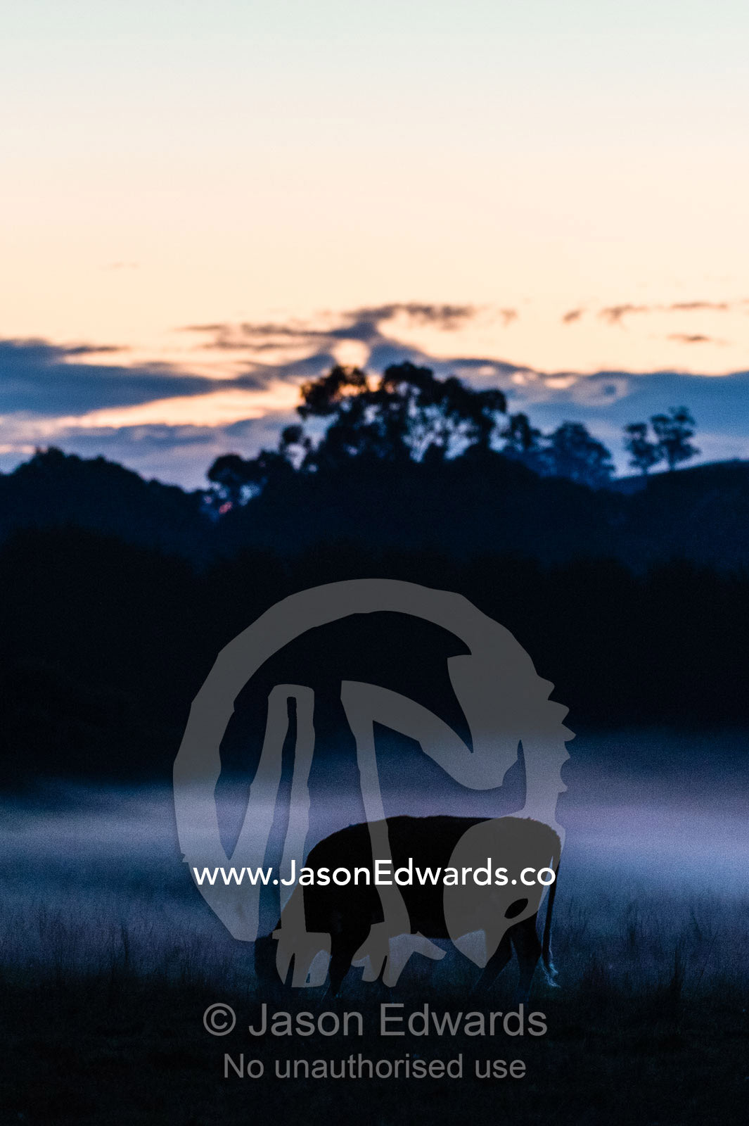Cow grazing on a farm after nightfall as a cool Autumn mist descends. Lavers Hill, Victoria, Australia.
