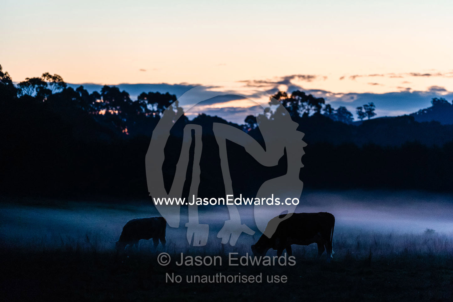 Cows grazing on a farm after nightfall as a cool Autumn mist descends. Lavers Hill, Victoria, Australia.