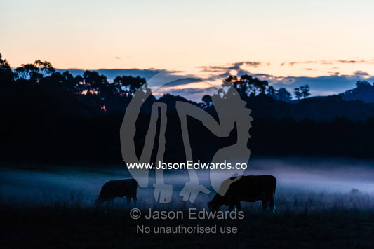 Cows grazing on a farm after nightfall as a cool Autumn mist descends. Lavers Hill, Victoria, Australia.