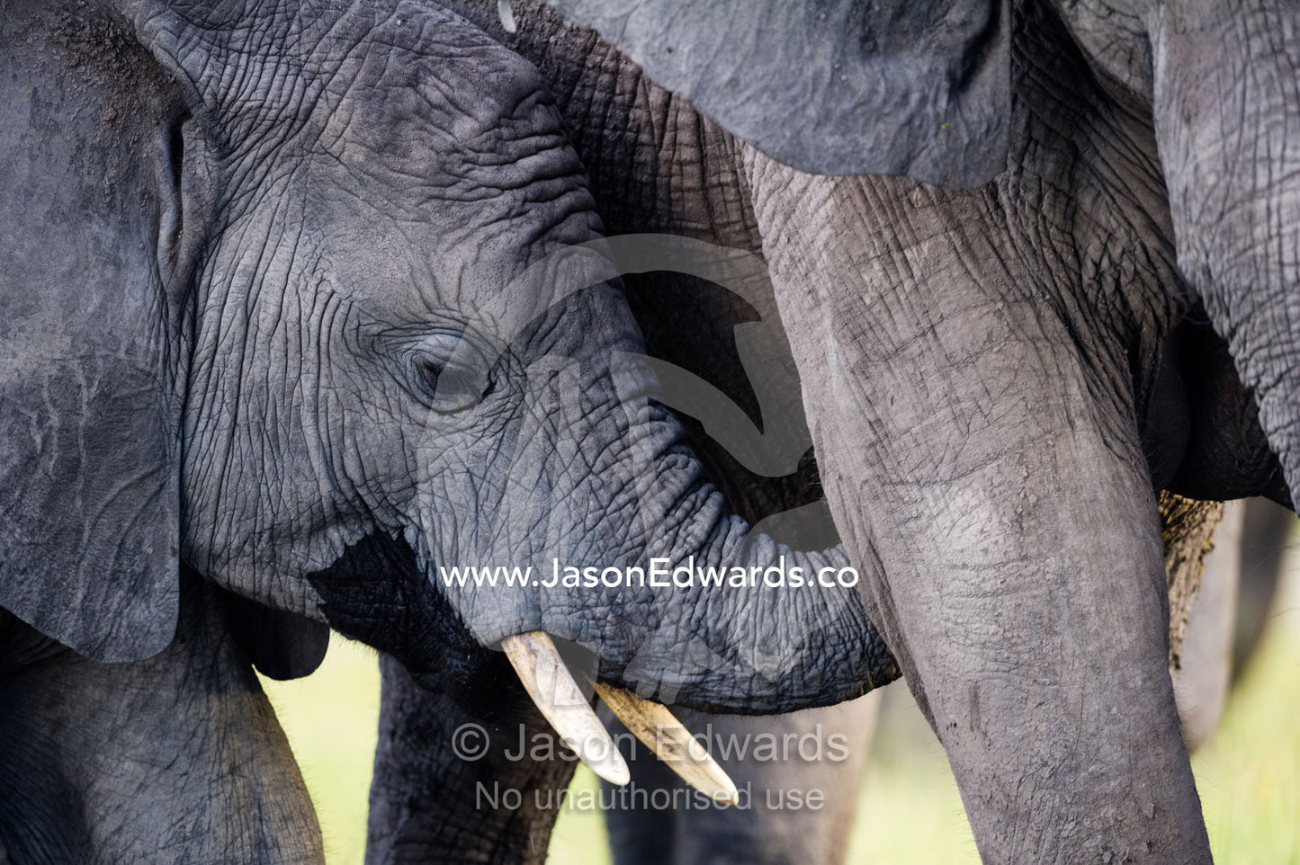 A large African Elephant calf nuzzles it's mothers teat with it's trunk. Chobe River, Chobe National Park, Botswana.