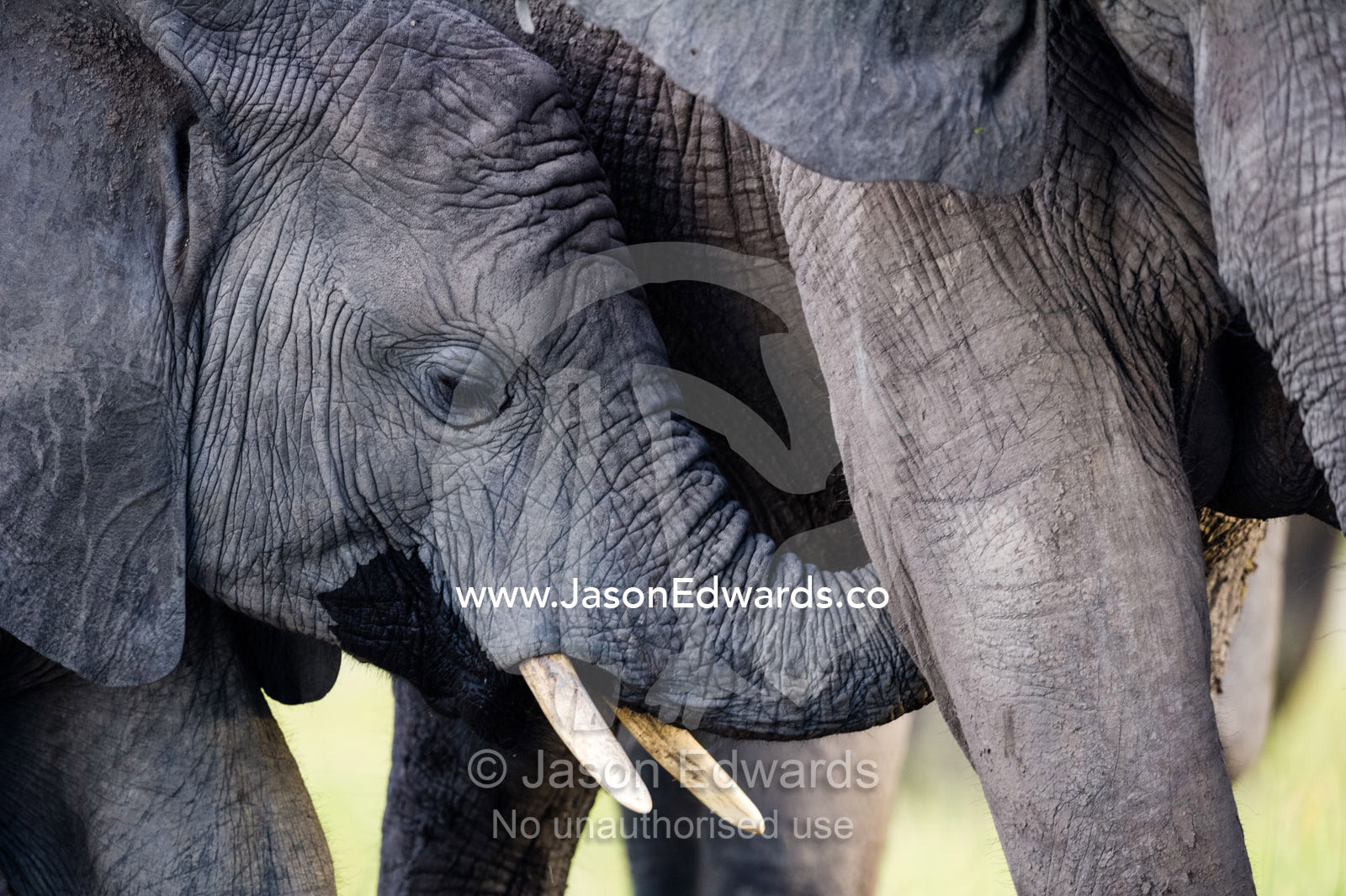 A large African Elephant calf nuzzles it's mothers teat with it's trunk. Chobe River, Chobe National Park, Botswana.