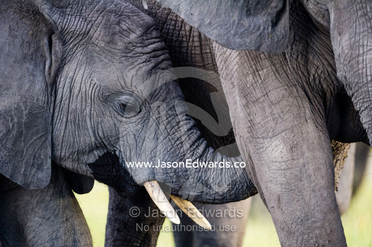 A large African Elephant calf nuzzles it's mothers teat with it's trunk. Chobe River, Chobe National Park, Botswana.