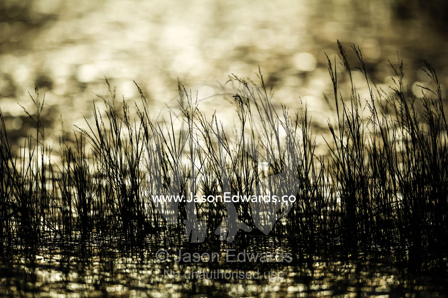 The silhouette of reeds in a wetland at sunset. Chobe River, Chobe National Park, Botswana.
