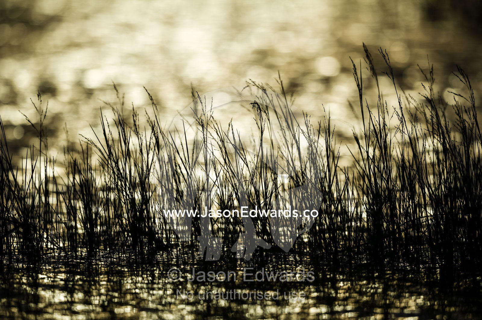 The silhouette of reeds in a wetland at sunset. Chobe River, Chobe National Park, Botswana.