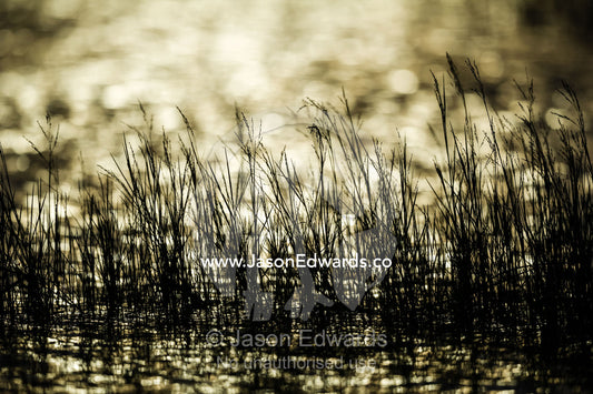 The silhouette of reeds in a wetland at sunset. Chobe River, Chobe National Park, Botswana.