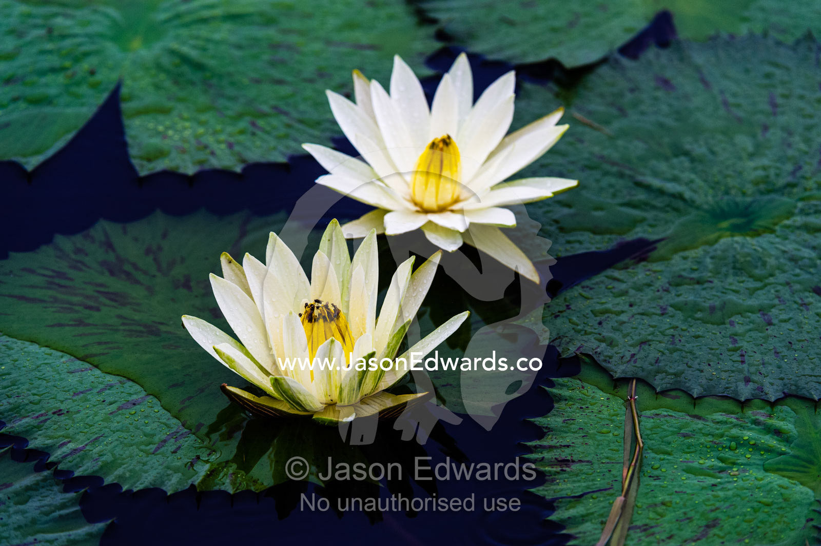 A pair of water lily resting on leaves on a floodplain. Chobe River, Chobe National Park, Botswana.