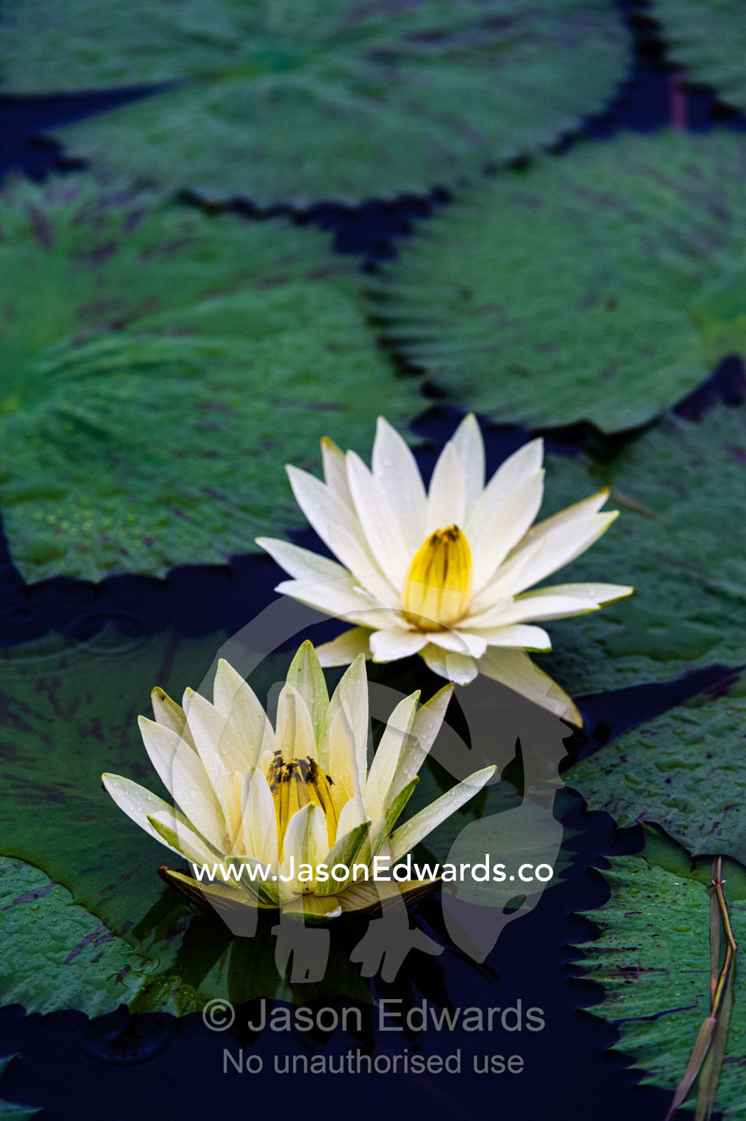 A pair of water lily resting on leaves on a floodplain. Chobe River, Chobe National Park, Botswana.