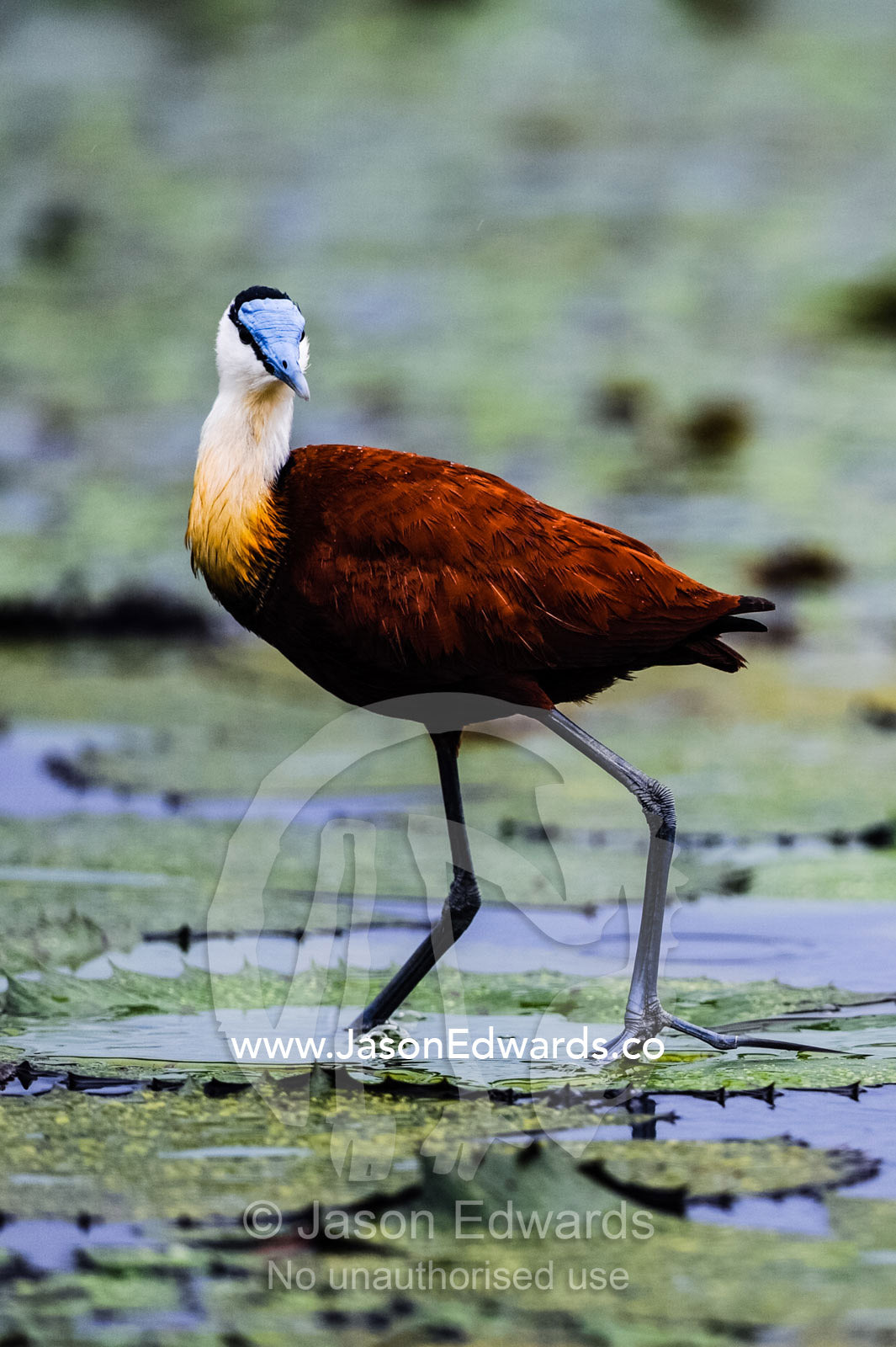 An African Jacana walking on a water lily leaf. Chobe River, Chobe National Park, Botswana.