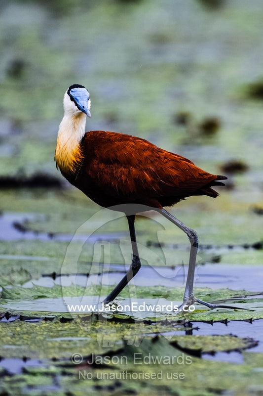 An African Jacana walking on a water lily leaf. Chobe River, Chobe National Park, Botswana.