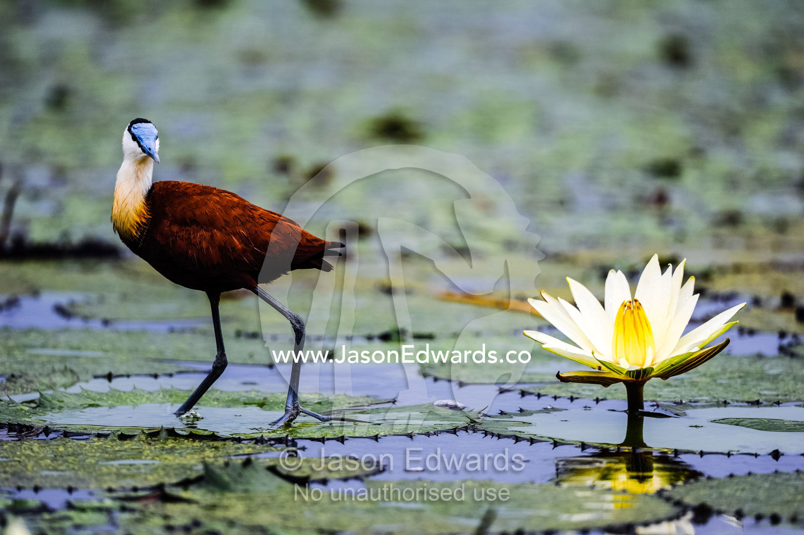 An African Jacana walking by a water lily leaf flower. Chobe River, Chobe National Park, Botswana.
