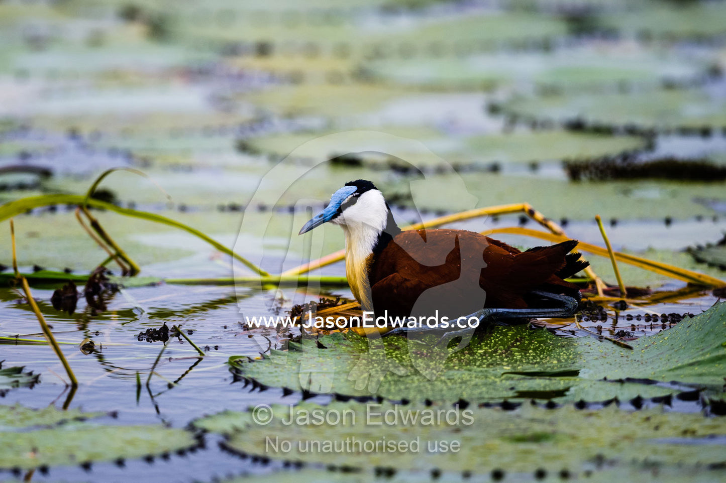 An African Jacana incubating an egg on a water lily leaf nest. Chobe River, Chobe National Park, Botswana.