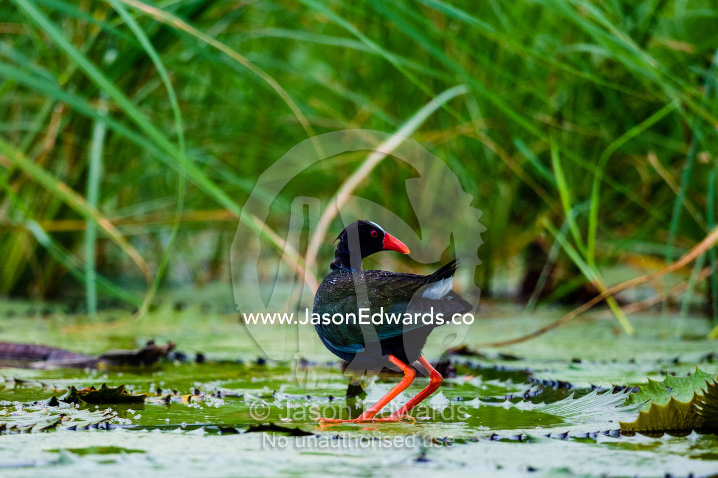 An African Purple Gallinule walking on a water lily leaf. Chobe River, Chobe National Park, Botswana.