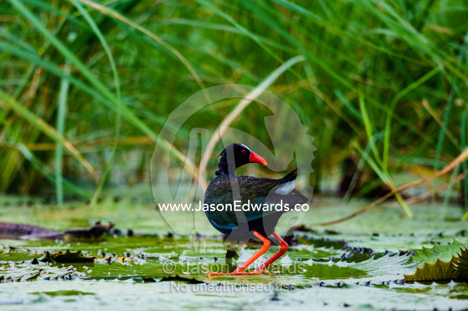 An African Purple Gallinule walking on a water lily leaf. Chobe River, Chobe National Park, Botswana.