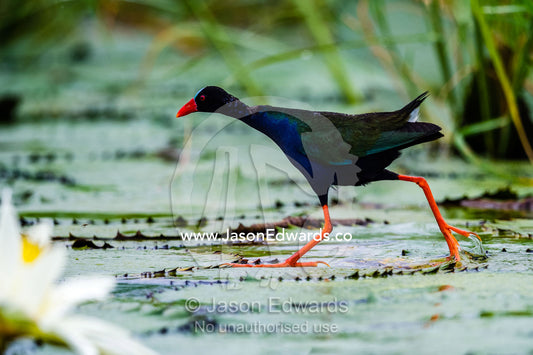 An African Purple Gallinule walking on a water lily leaf. Chobe River, Chobe National Park, Botswana.
