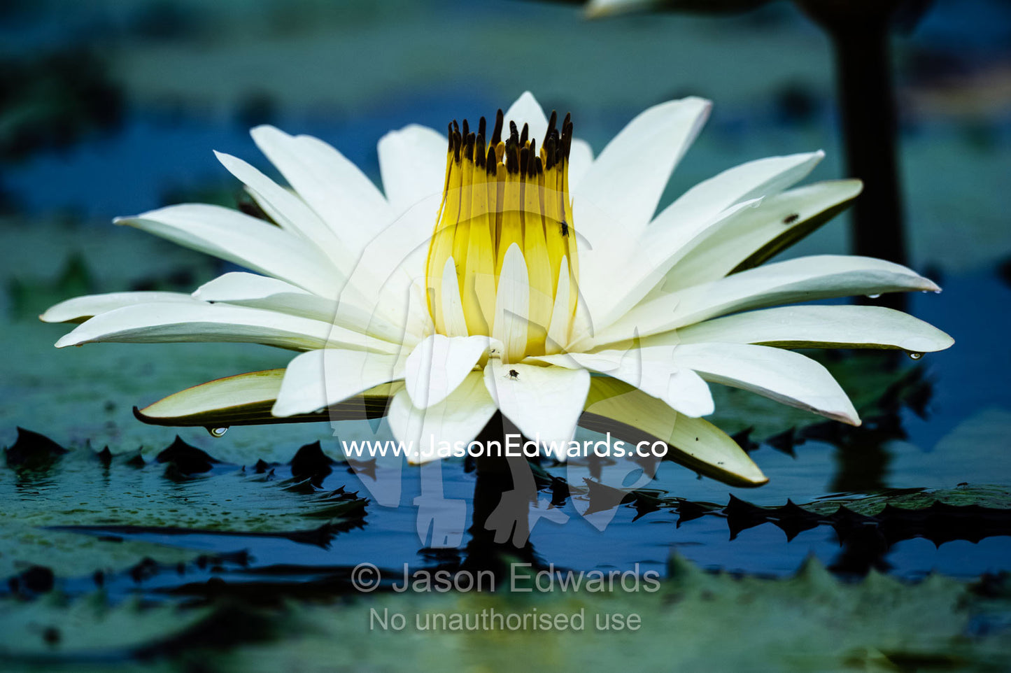 The long petals and stamens of a water lily flower in a wetland. Chobe River, Chobe National Park, Botswana.