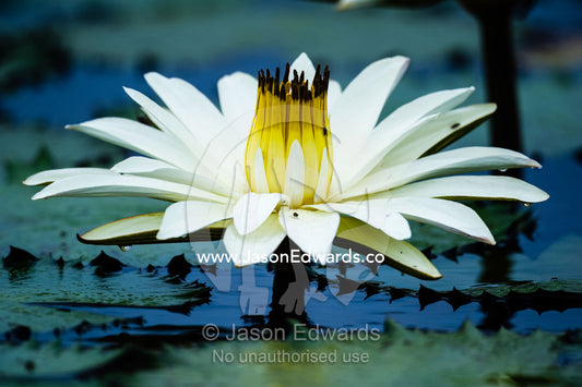 The long petals and stamens of a water lily flower in a wetland. Chobe River, Chobe National Park, Botswana.