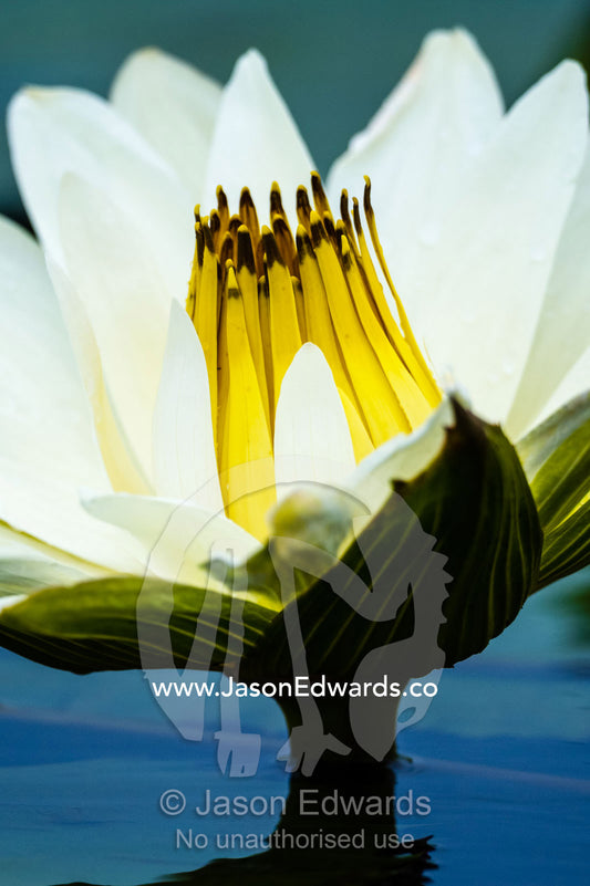 The long yellow stamens of a water lily flower in a wetland. Chobe River, Chobe National Park, Botswana.