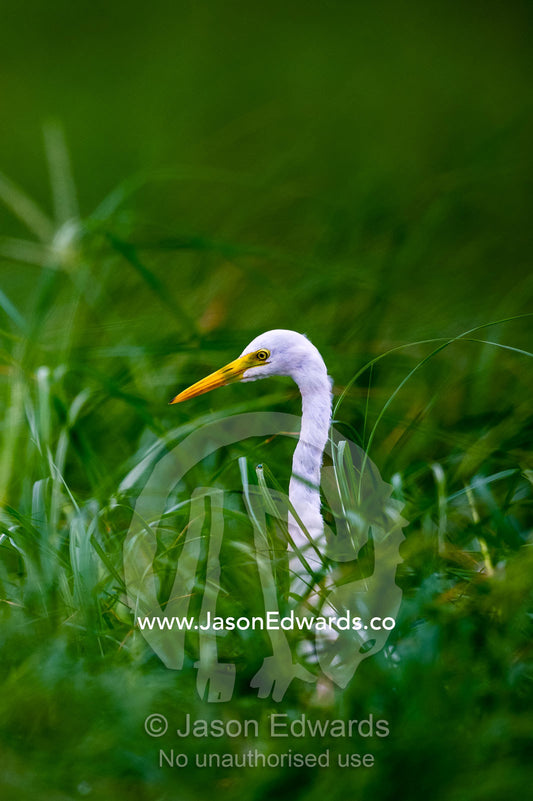 A Great White Egret standing in tall grass on a floodplain. Chobe River, Chobe National Park, Botswana.